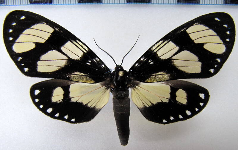 notophyson_heliconides_gf-standard.jpg