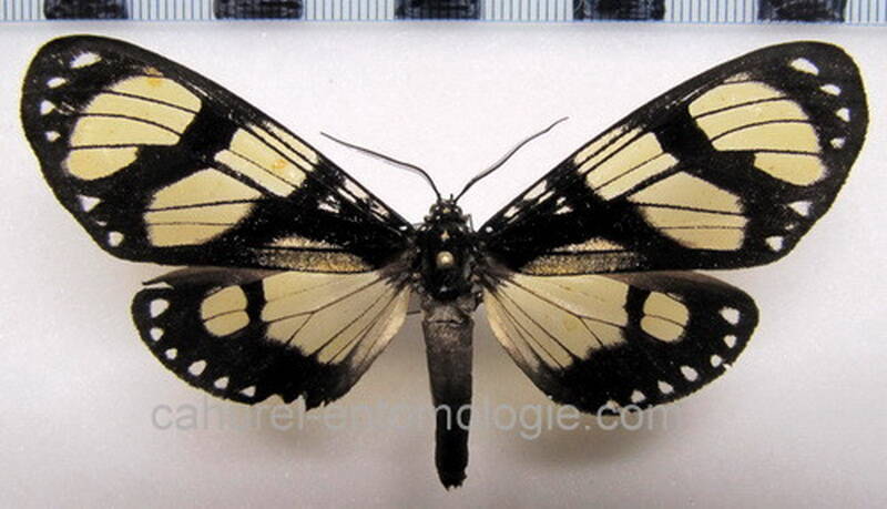 notophyson_heliconides_m_eq-standard.jpg