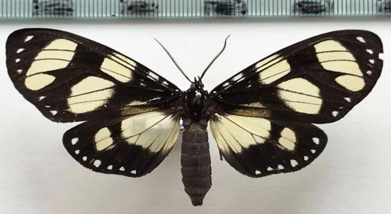 notophyson_heliconoides_m02_gf-standard.jpg