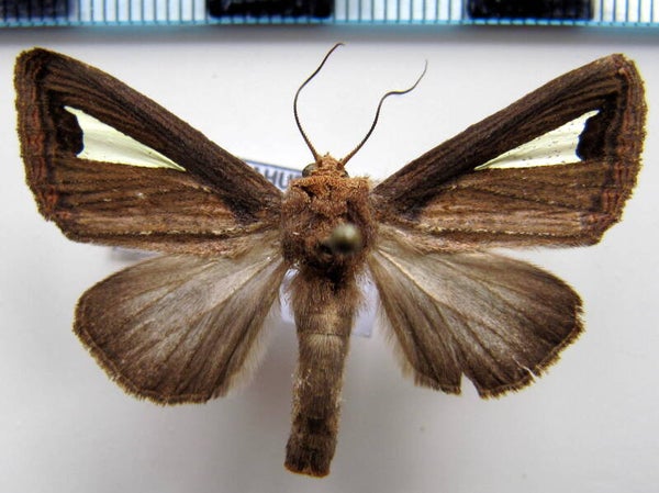 Notophiusa clara mâle Guyane française