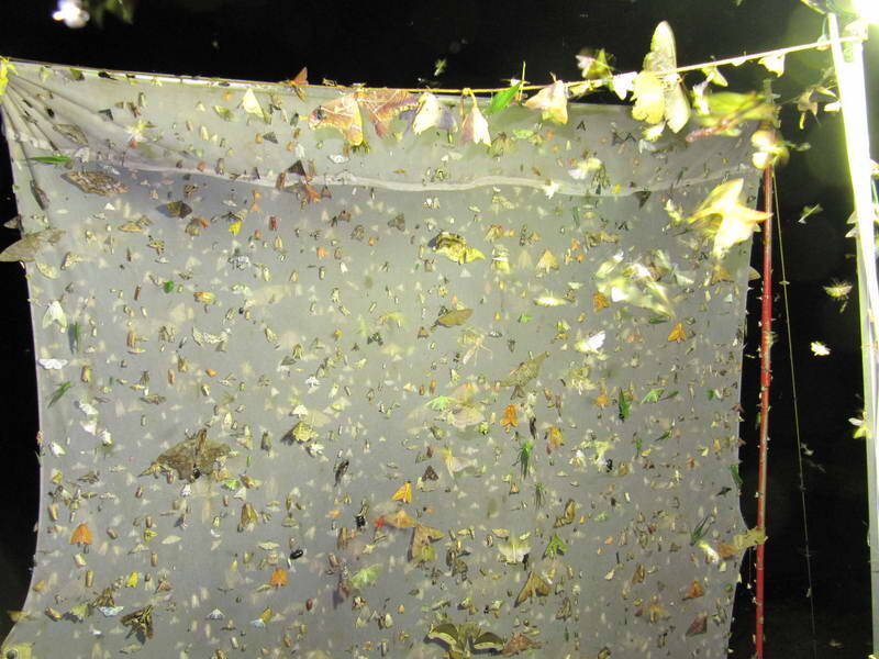 drap de chasse Guyane fr