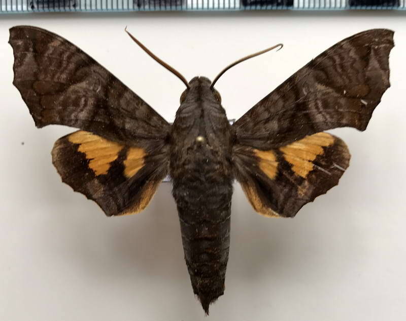 nyceryx_coffeae_m_eq-standard.jpg