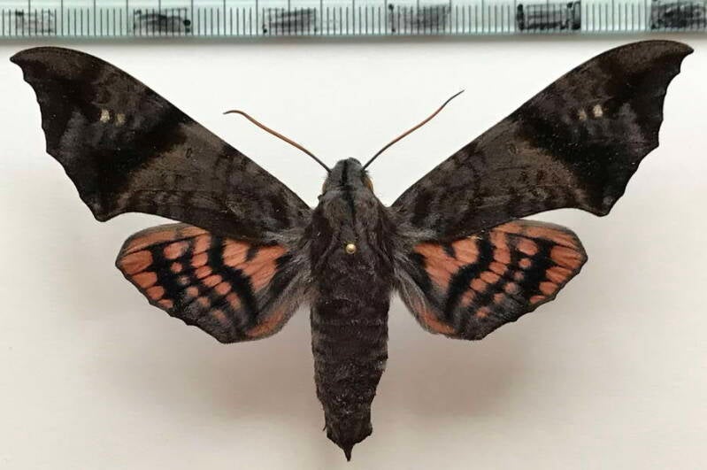 nyceryx_hyposticta_m_eq-standard.jpg