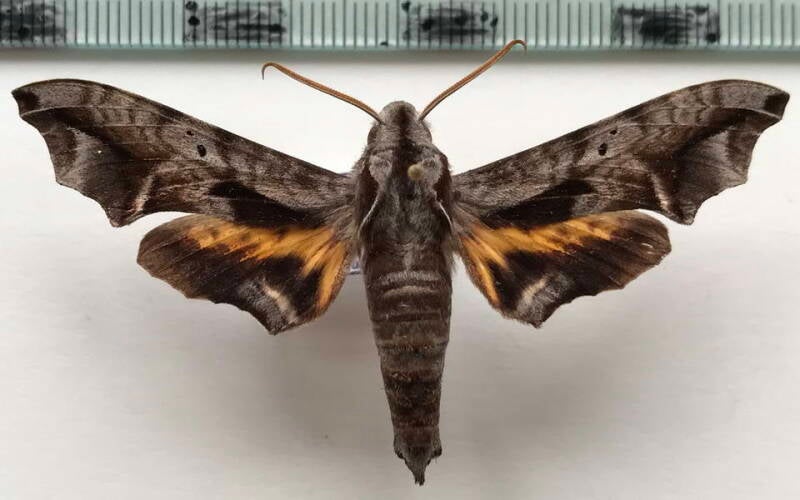 nyceryx_maxwelli_m_bol-standard.jpg