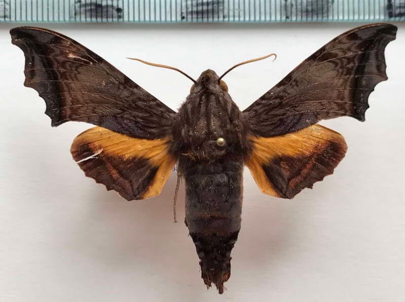 nyceryx_stuarti_m02_eq-standard.jpg