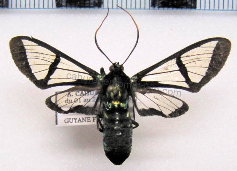 nyridela_acroxantha_gf-standard.jpg