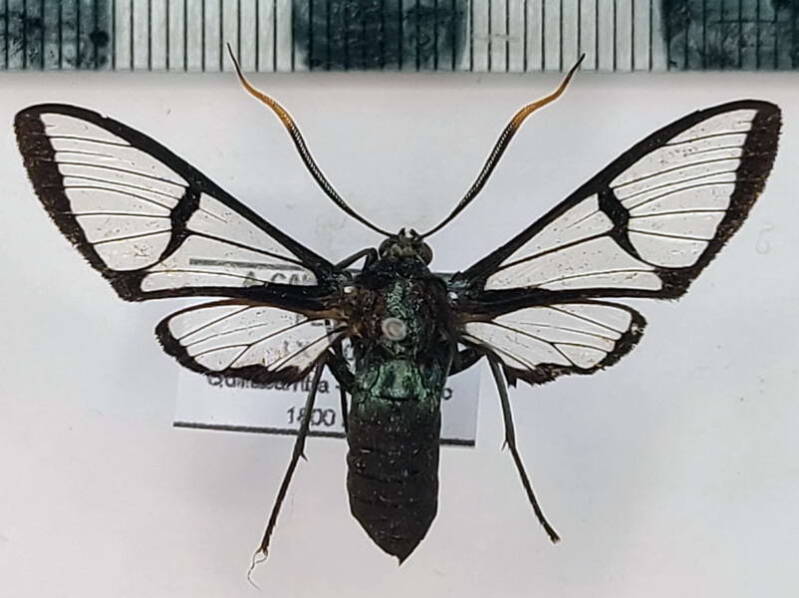 nyridela_acroxantha_m_per-standard.jpg