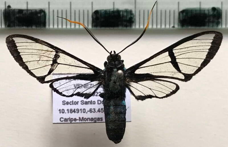 nyridela_acroxantha_m_venz-standard.jpg