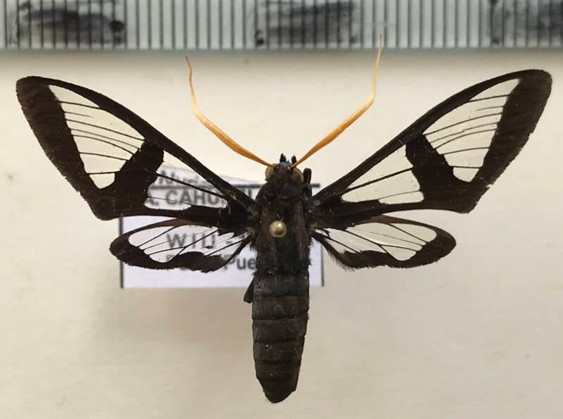 nyridela_sp420_m_mex-standard.jpg