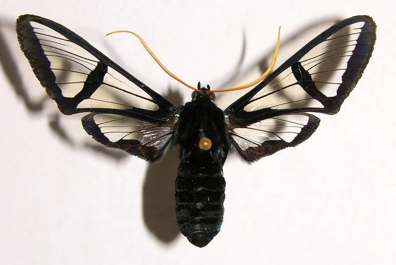 nyridela_xanthocera-standard.jpg