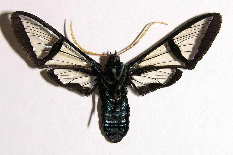 nyridela_xanthocera_dessous-standard.jpg