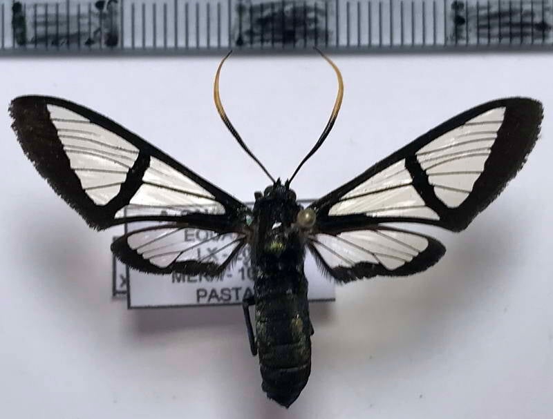 nyridela_xanthocera_m_eq-standard.jpg