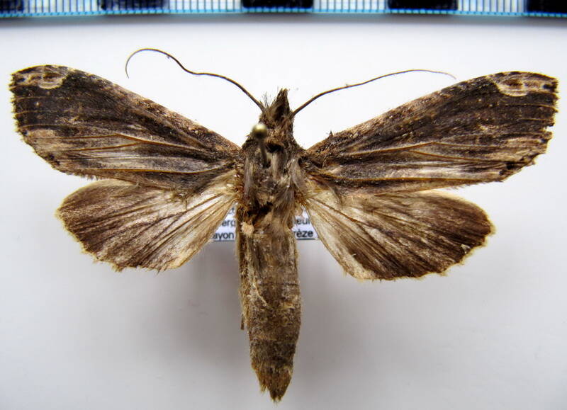 nystalea_unguicularis_m_eq-standard.jpg