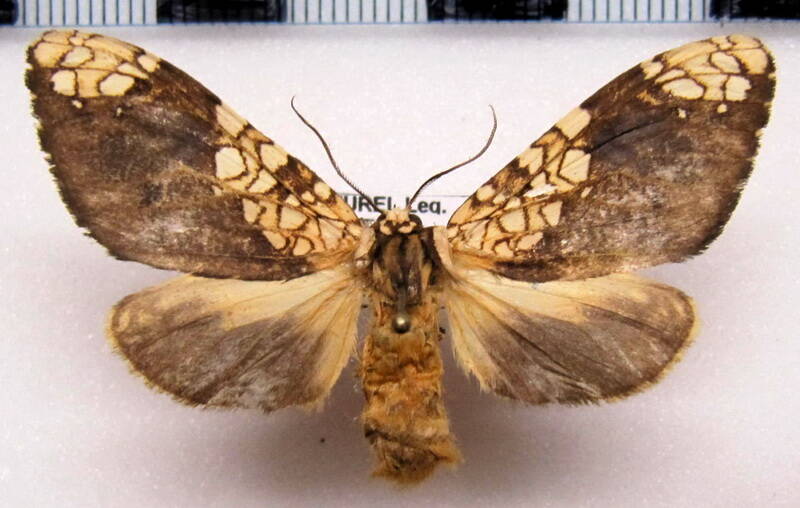 ochrodata_propanides_f_eq-standard.jpg