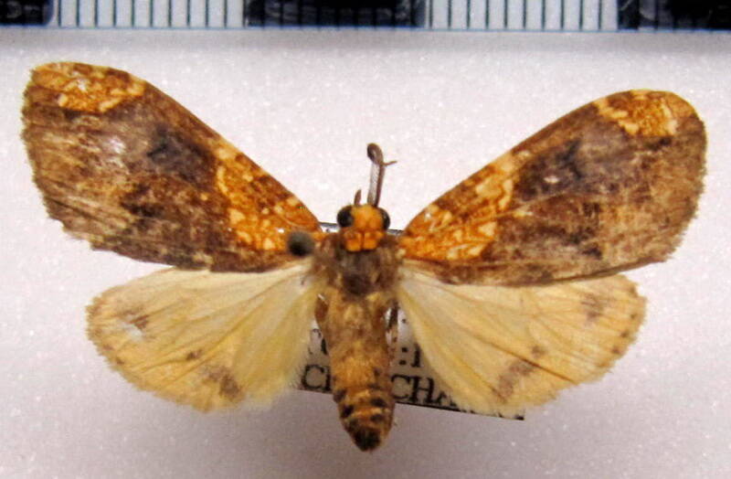 ochrodata_propanides_m_eq-standard.jpg