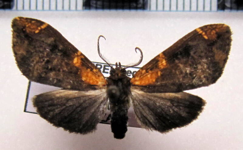 ochrodata_sp_eq-standard.jpg