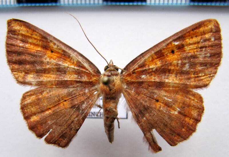oenoptila_plagiata_f_eq-standard.jpg
