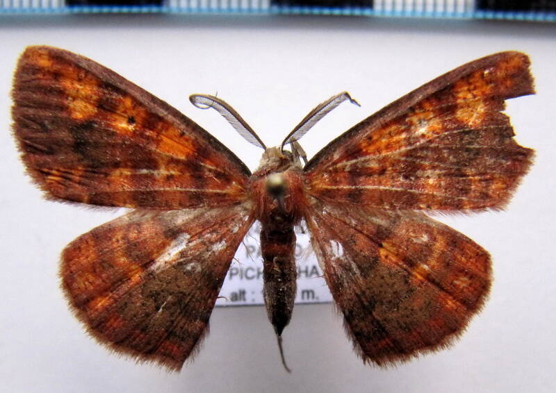 oenoptila_plagiata_m_eq-standard.jpg