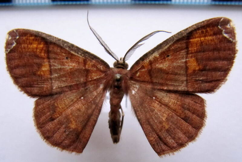 oenoptila_sp03-standard.jpg