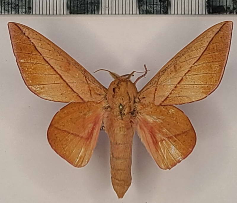 oiticella_convergens_m_vnz-standard.jpg