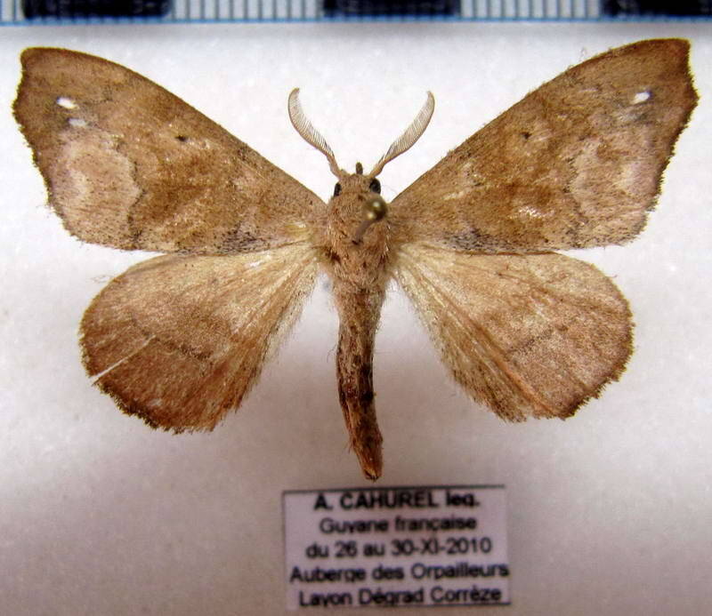 Olceclostera_oriunda_m_Guyane fr