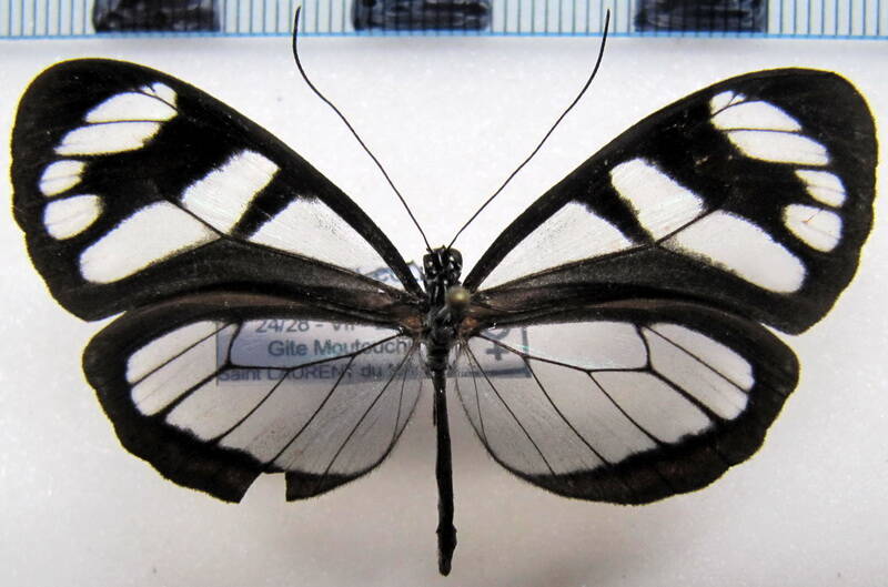 oleria_astraea_chloris_f_gf-standard.jpg