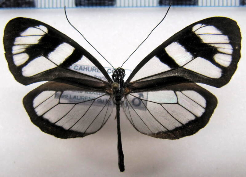 oleria_astraea_chloris_m_gf-standard.jpg