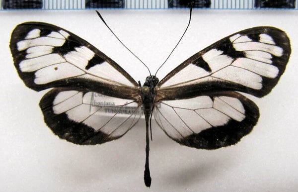 Oleria athalina banjana  mâle A1-  Equateur