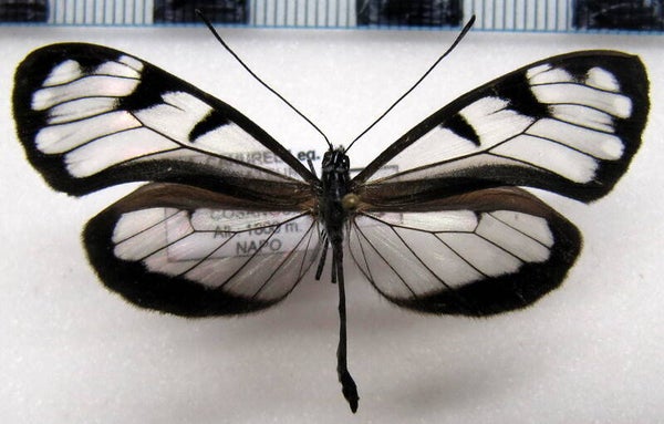 Oleria athalina epimakrena mâle A1-  Equateur