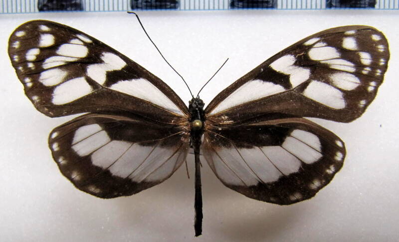 oleria_attalia_attalia_f_perou-standard.jpg