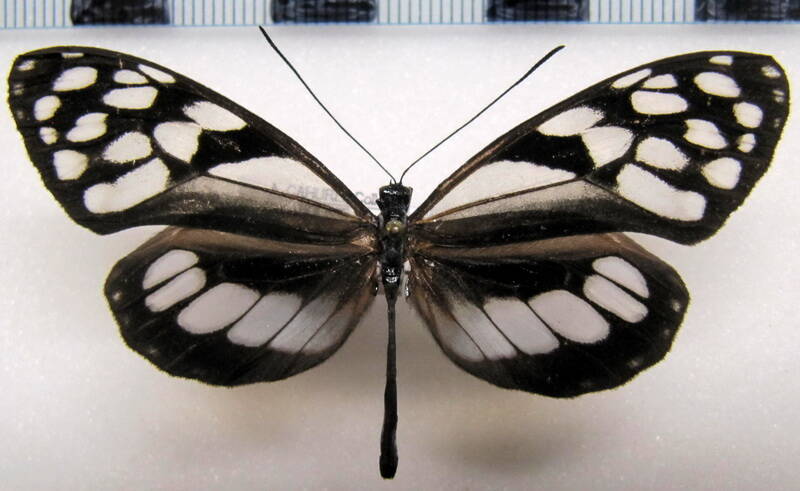 oleria_attalia_attalia_m_bol-standard.jpg