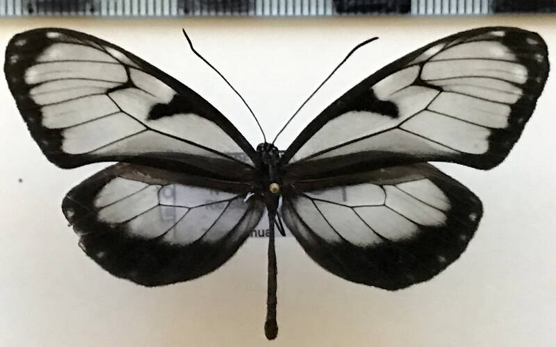 oleria_attalia_tabera_m_eq-standard.jpg