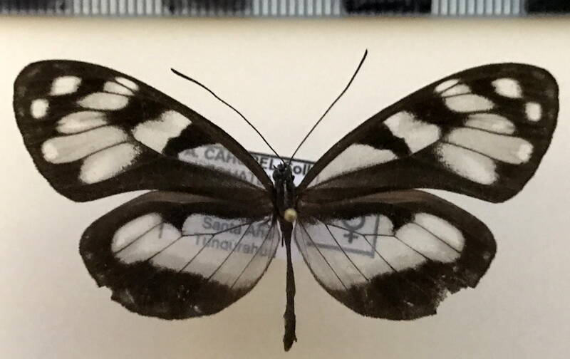 oleria_fasciata_f_eq-standard.jpg
