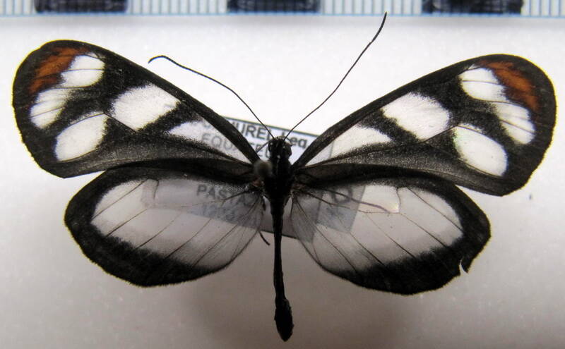 oleria_ilerdina_lerida_f_eq-standard-zawgf0.jpg
