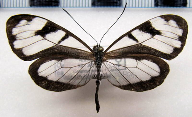 oleria_padilla_pseudmakrena_f_eq-standard.jpg