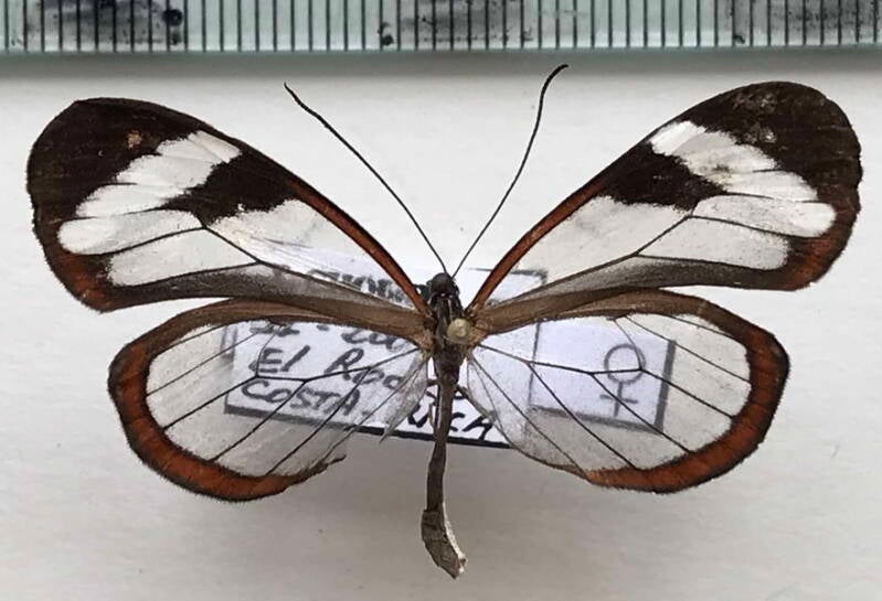 oleria_paula_paula_f_Costa Rica
