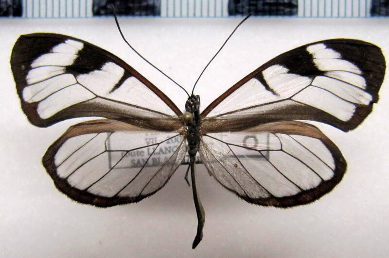 oleria_rubescens_m_panama-standard.jpg