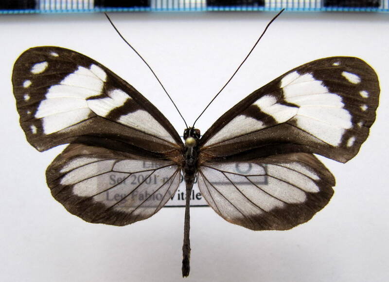 oleria_sp02_m_eq-standard.jpg