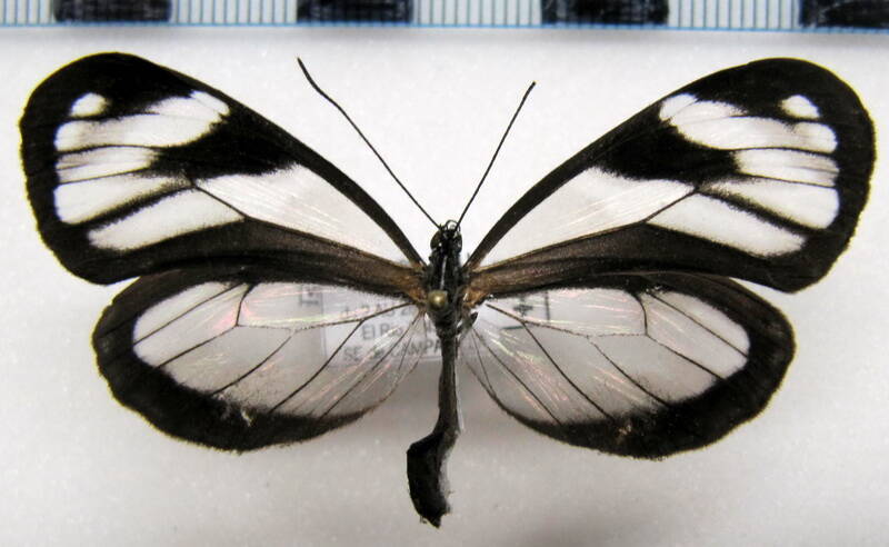 oleria_victorine_sarilis_f01_perou-standard.jpg