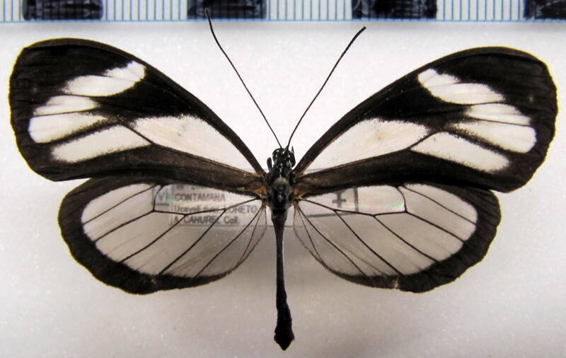 oleria_victorine_sarilis_f02_perou-standard.jpg