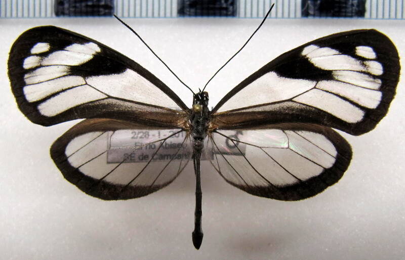 oleria_victorine_sarilis_m_perou-standard.jpg