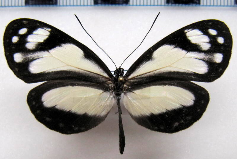 oleria_zelica_f02_eq-standard.jpg