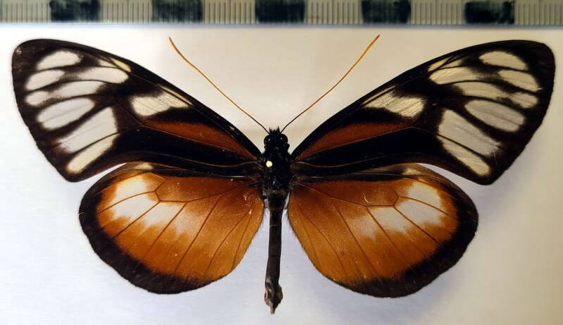 olyras_crathis_sticheli_f_per-standard.jpg