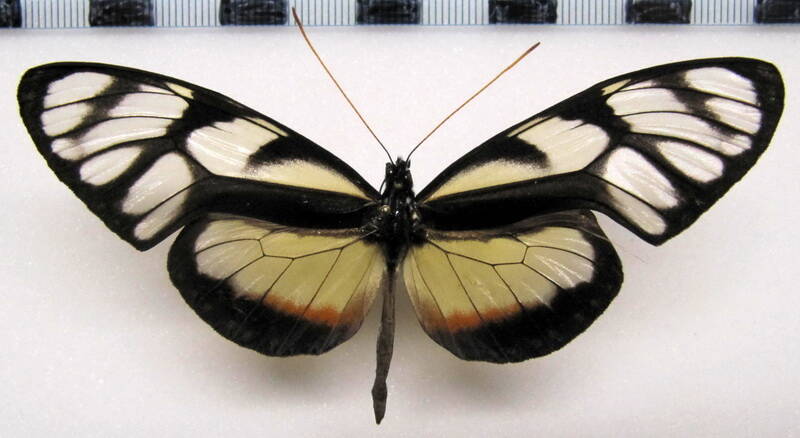 olyras_insignis_m_col-standard.jpg