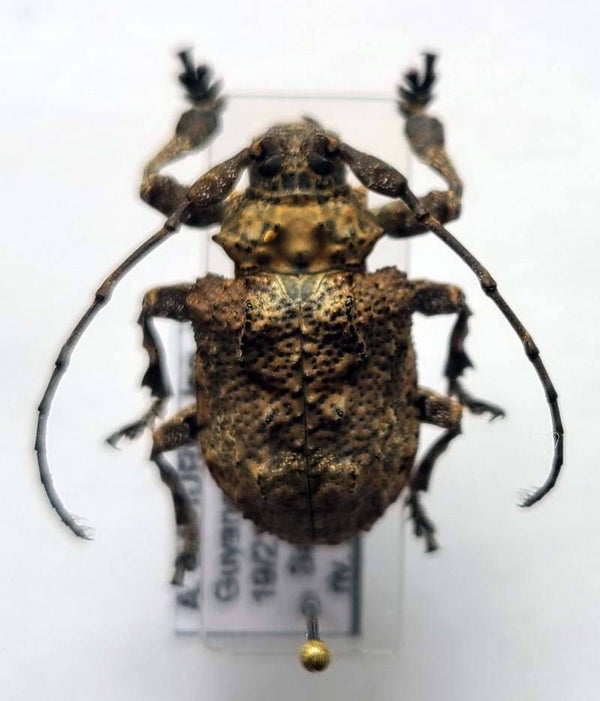 Onychocerus crassus femelle Guyane française