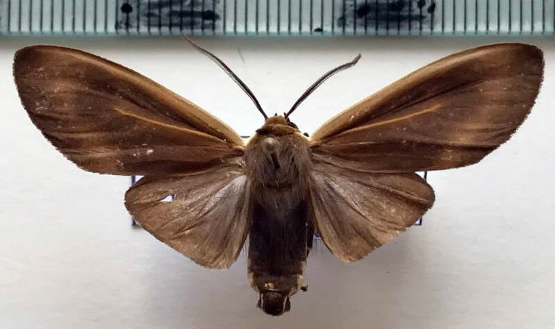 onythes_pallidicosta_m_bol-standard.jpg