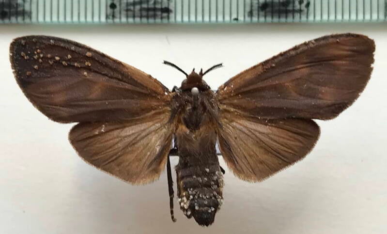 onythes_rotundata_m_bol-standard.jpg