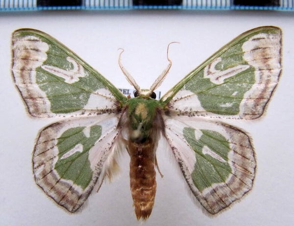 Oospila obeliscata  mâle Guyane française