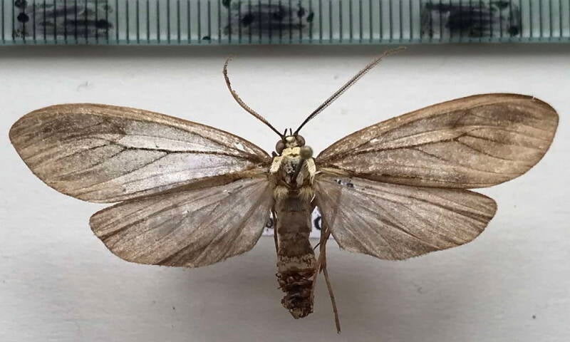 opharus_basalis_m_col-standard.jpg