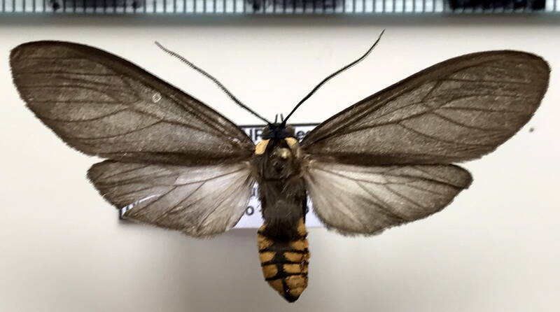 opharus_bimaculata_m_eq-standard-8qlwee.jpg